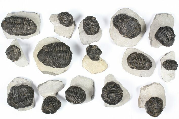 Lot: Bargain, - Pedinopariops Trilobites - Pieces #80972